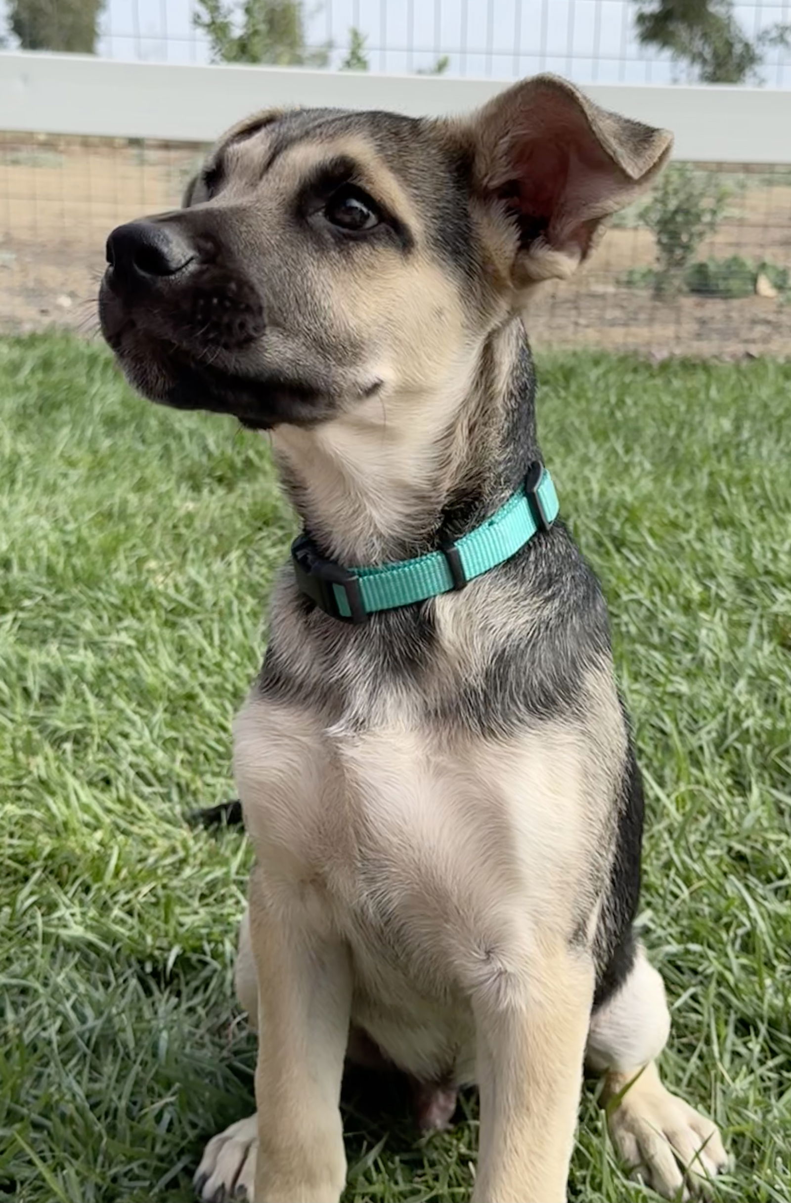 adoptable Dog in Lake Elsinore, CA named Dan