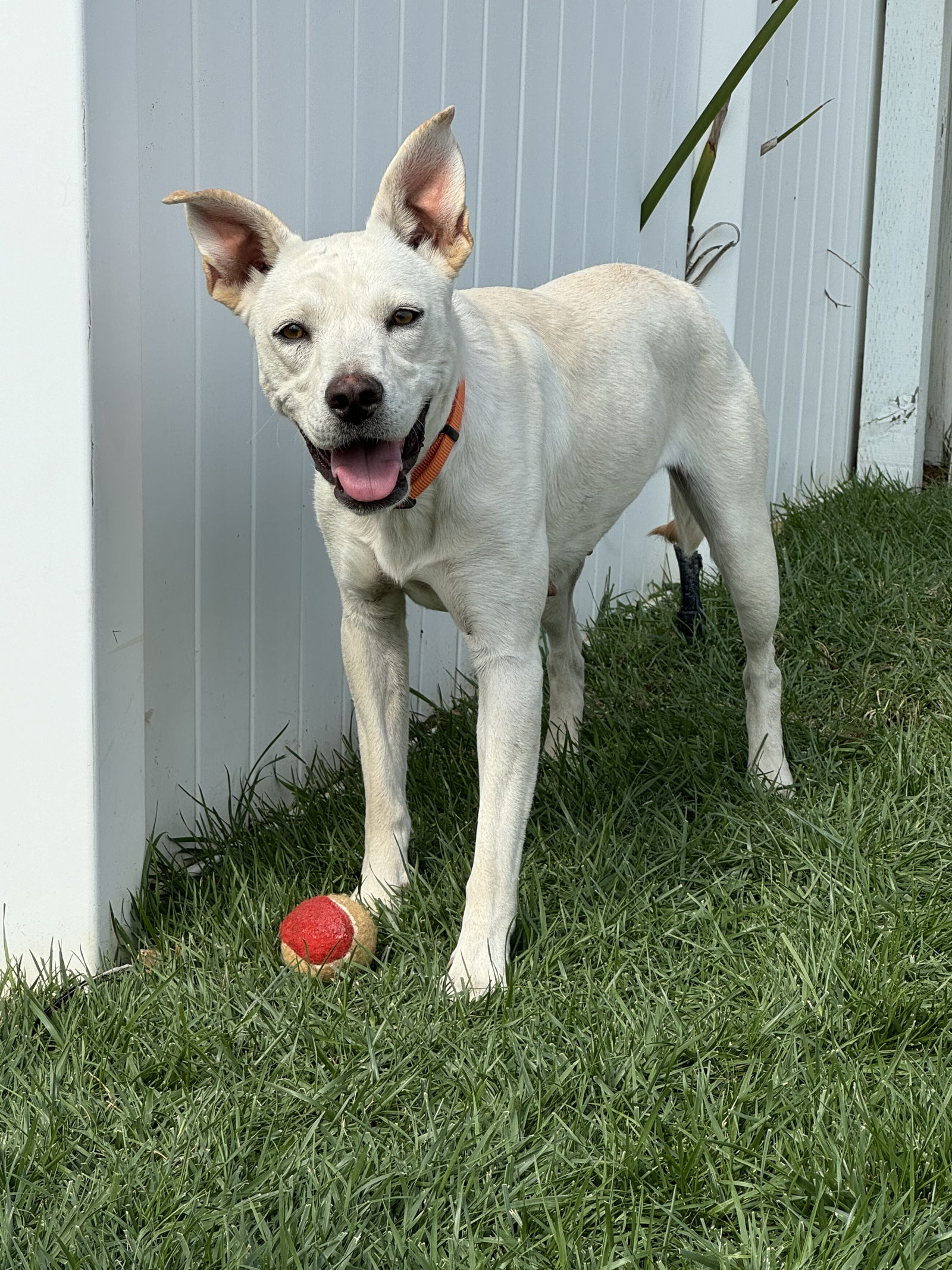 adoptable Dog in Lake Elsinore, CA named Scarlett