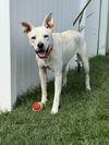 adoptable Dog in , CA named Scarlett