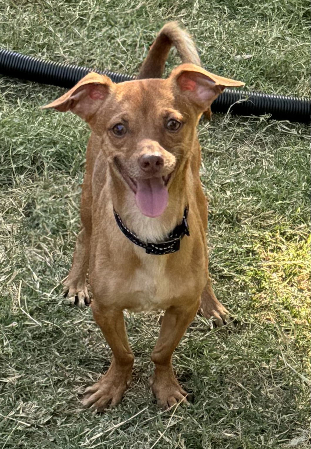 adoptable Dog in Lake Elsinore, CA named Cheech