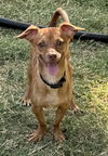 adoptable Dog in  named Cheech