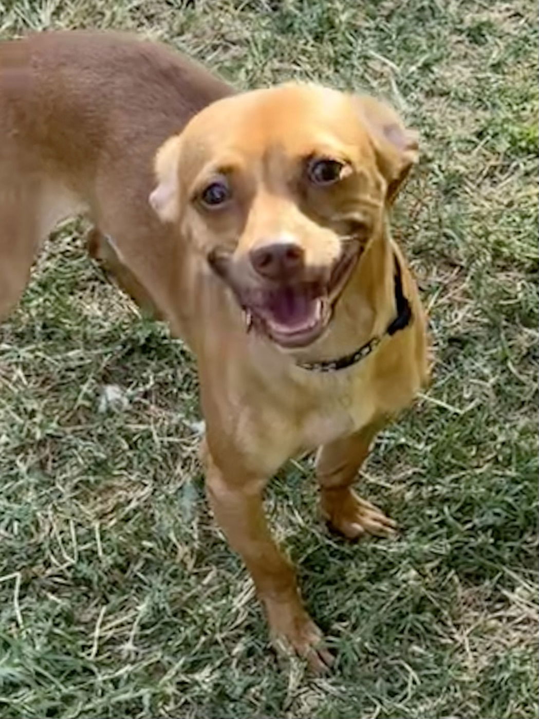 adoptable Dog in Lake Elsinore, CA named Chong