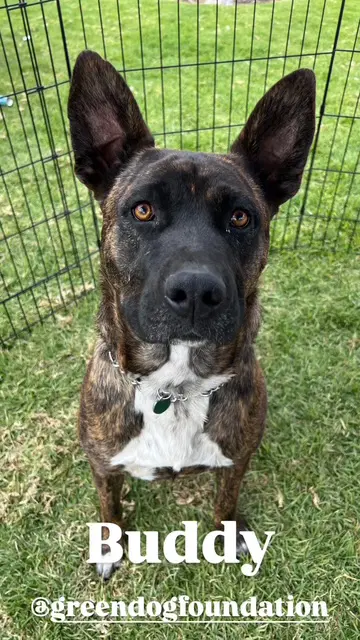 Buddy image 2