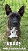 adoptable Dog in lake elsinore, CA named Buddy