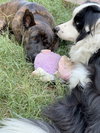 Buddy - Photo 3