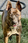 Buddy - Photo 1