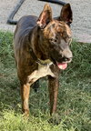 Buddy - Photo 5