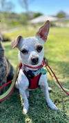 adoptable Dog in Lake Elsinore, CA named Zuccini