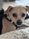 adoptable Dog in lake elsinore, CA named Hutch Boy