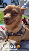 adoptable Dog in lake elsinore, CA named Cookie