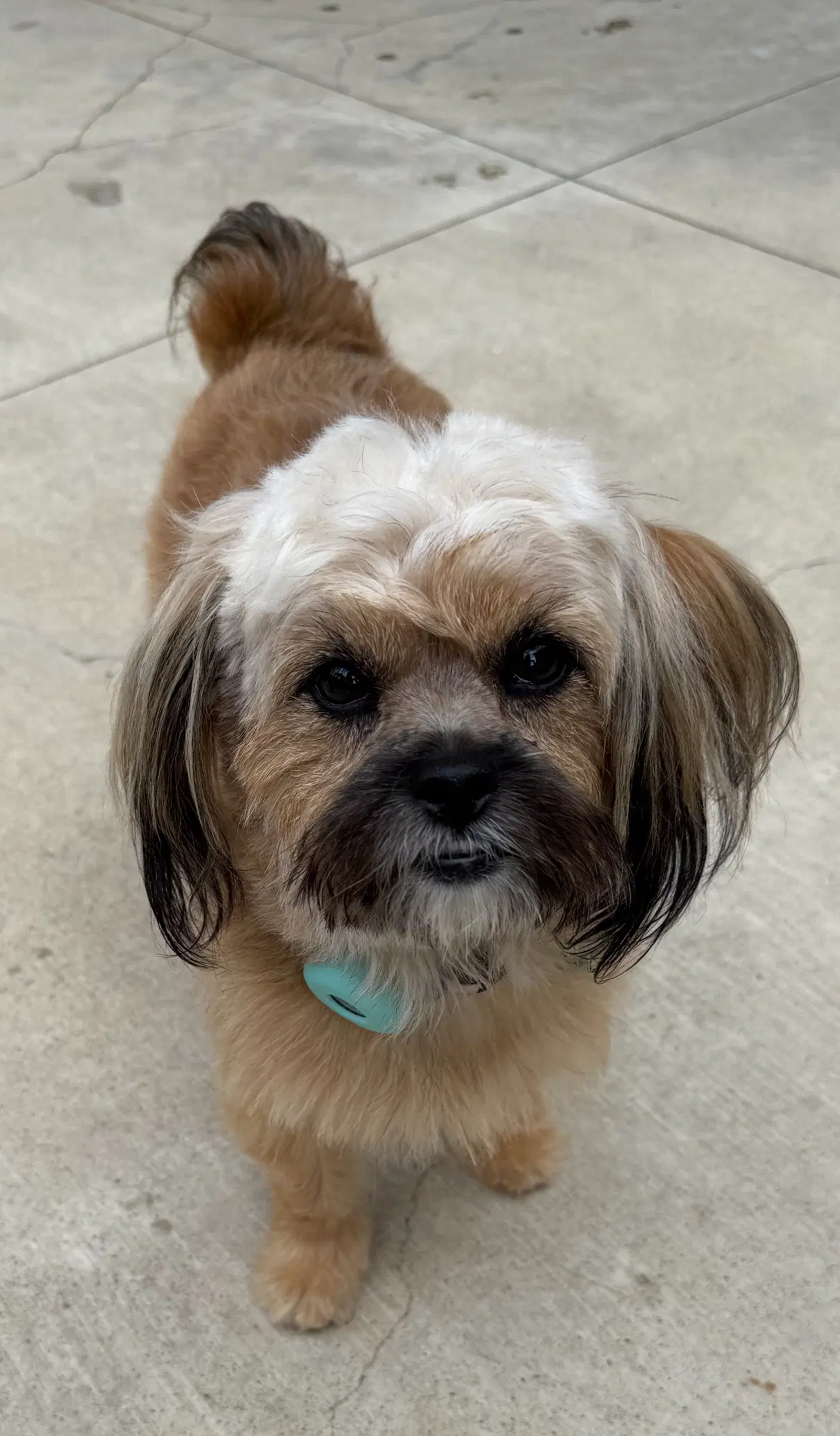 Zsa Zsa Gabor - Yorkshire Terrier Yorkie