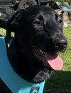 adoptable Dog in Lake Elsinore, CA named Rufus