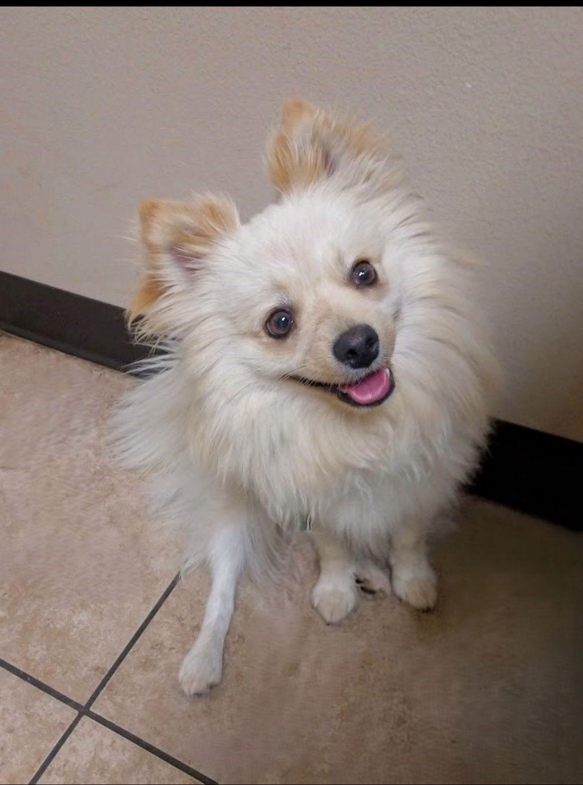 adoptable Dog in Lake Elsinore, CA named Mac