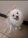 adoptable Dog in  named Mac