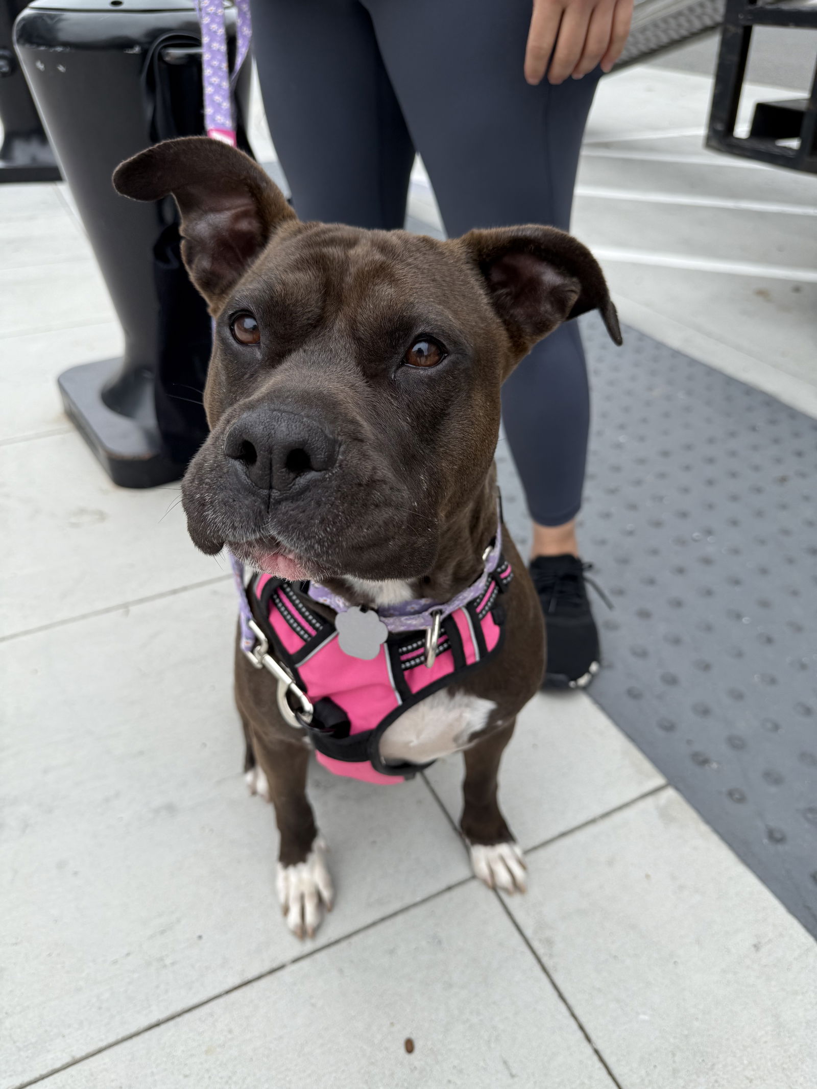 adoptable Dog in Lake Elsinore, CA named Freya pretty pitty