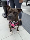 adoptable Dog in lake elsinore, CA named Freya pretty pitty