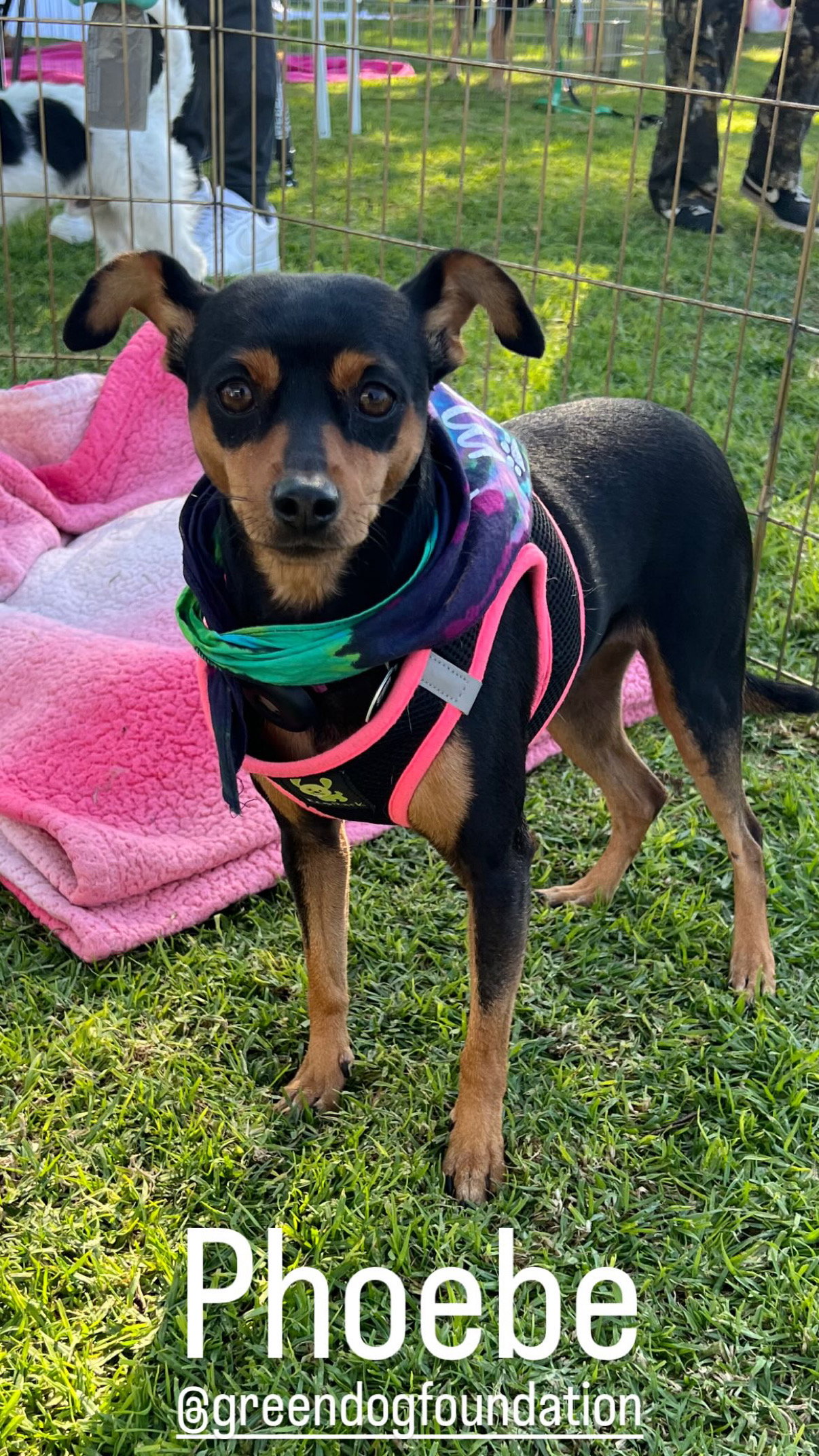 Phoebe aka Twixx Image
