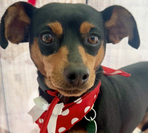 PHOEBE AKA TWIXX - Miniature Pinscher available for adoption