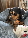 adoptable Dog in  named Taquito