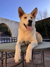 adoptable Dog in  named Ginger