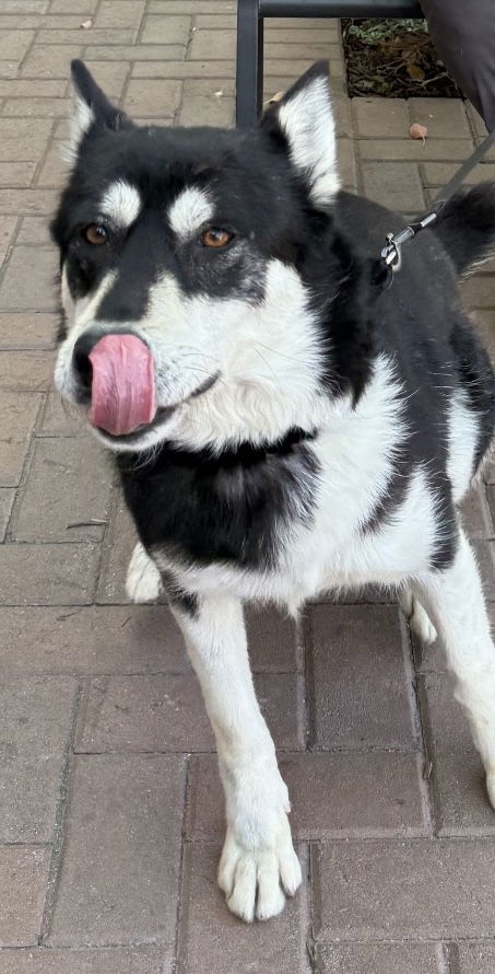 adoptable Dog in Lake Elsinore, CA named Vanille aka Millie