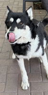 adoptable Dog in  named Vanille aka Millie