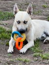 adoptable Dog in  named Levi