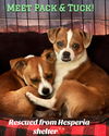 adoptable Dog in Lake Elsinore, CA named Pack and Tuck