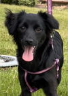 adoptable Dog in  named Olive 