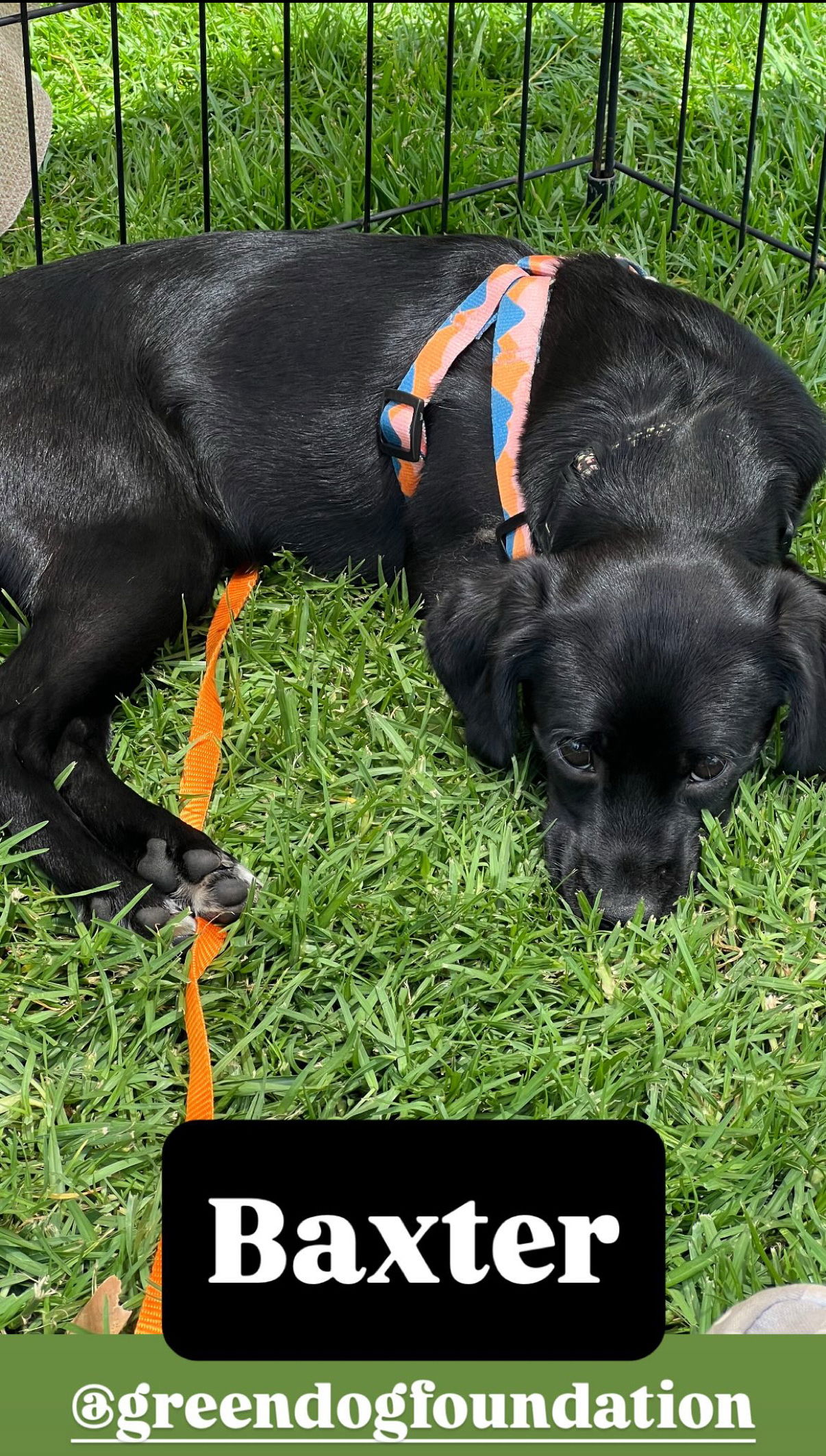 adoptable Dog in Lake Elsinore, CA named Baxter