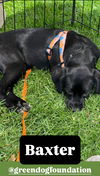adoptable Dog in lake elsinore, CA named Baxter