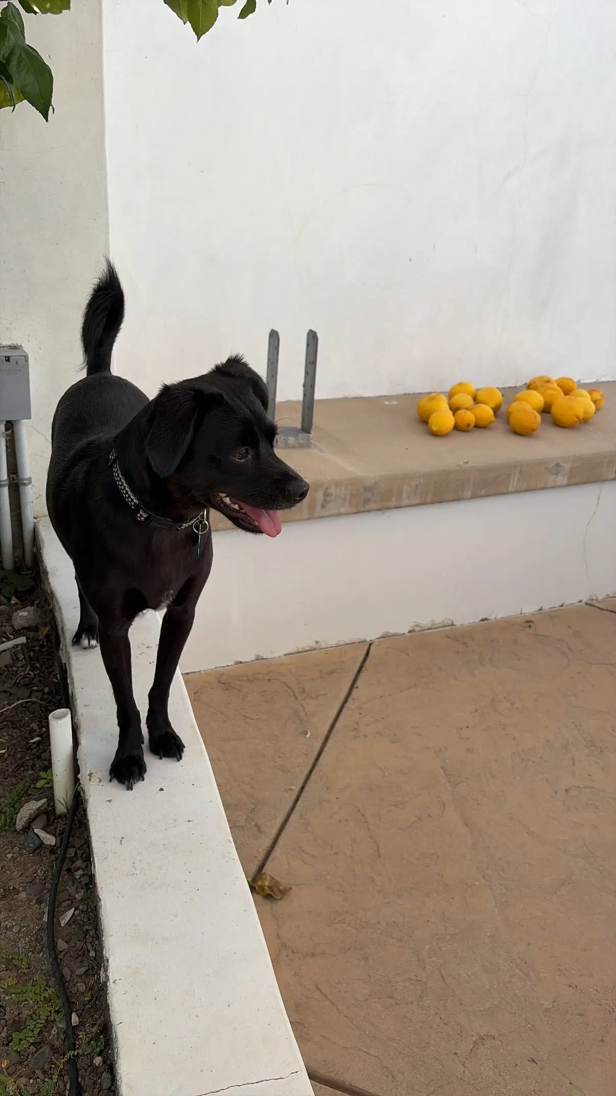 Baxter image 3