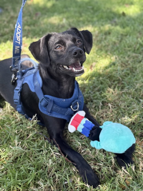 Baxter, a dog for adoption from GreenDog Foundation