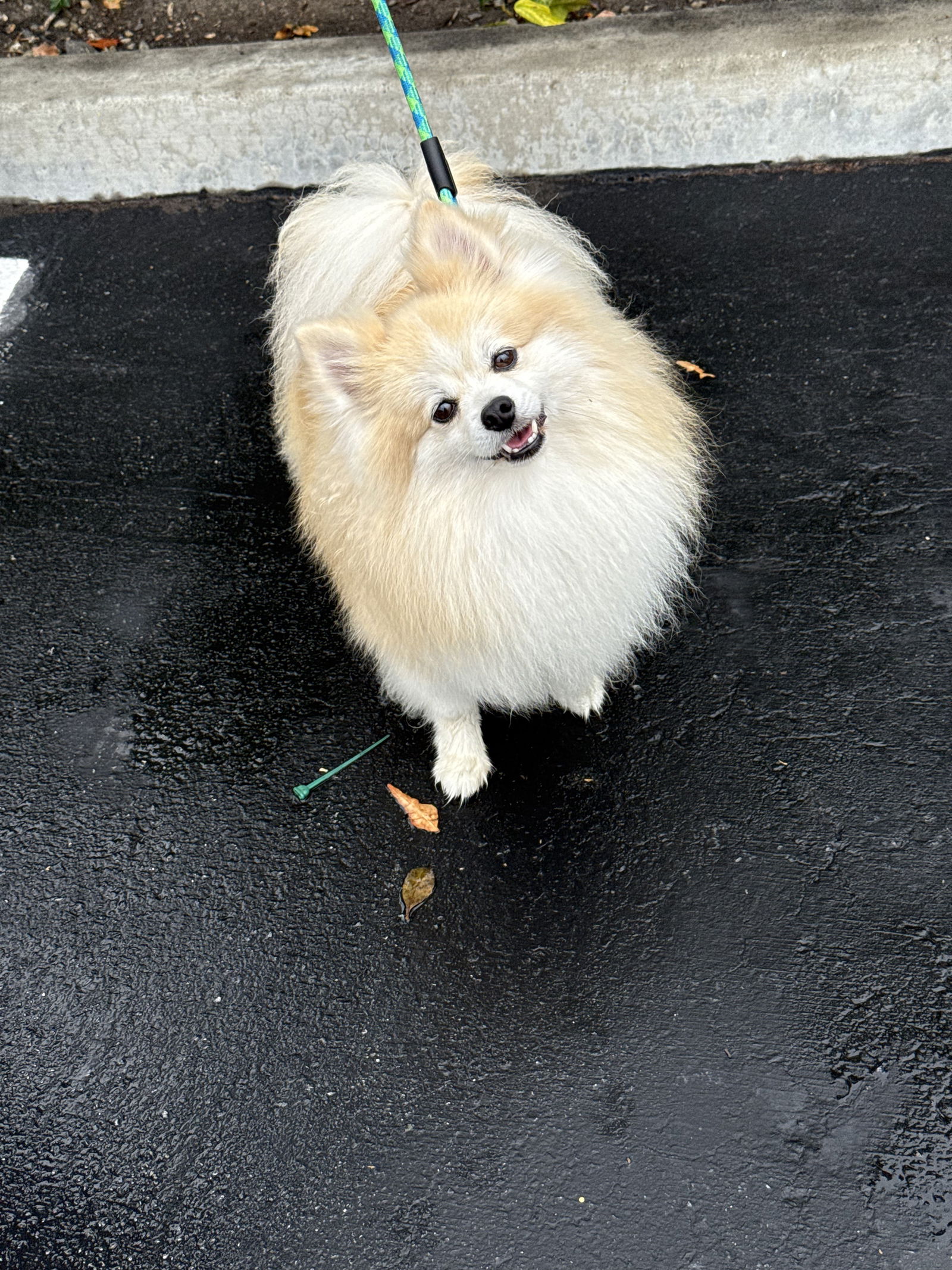 adoptable Dog in Lake Elsinore, CA named Cory Mack