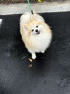 adoptable Dog in  named Cory Mack
