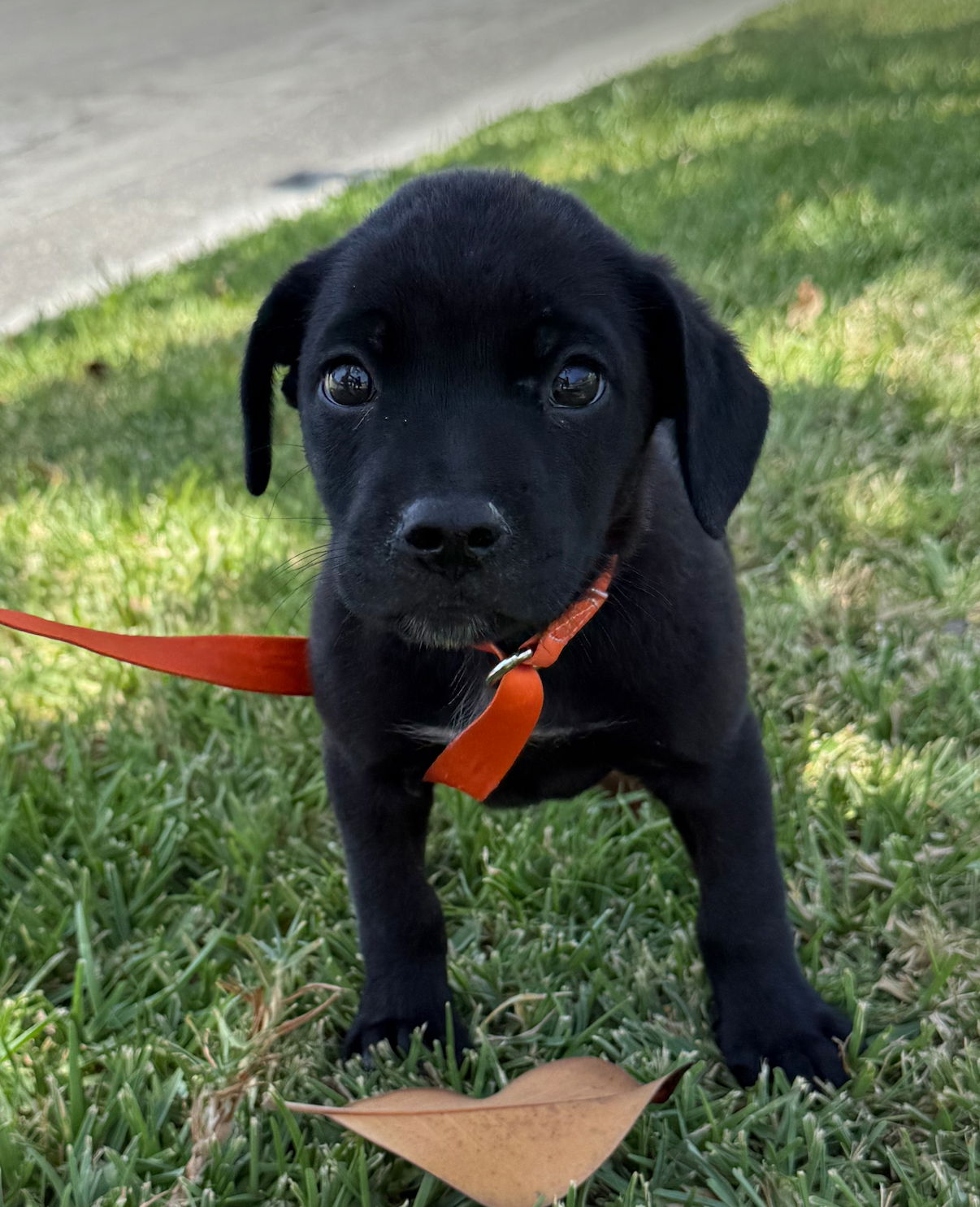 adoptable Dog in Lake Elsinore, CA named Bagel