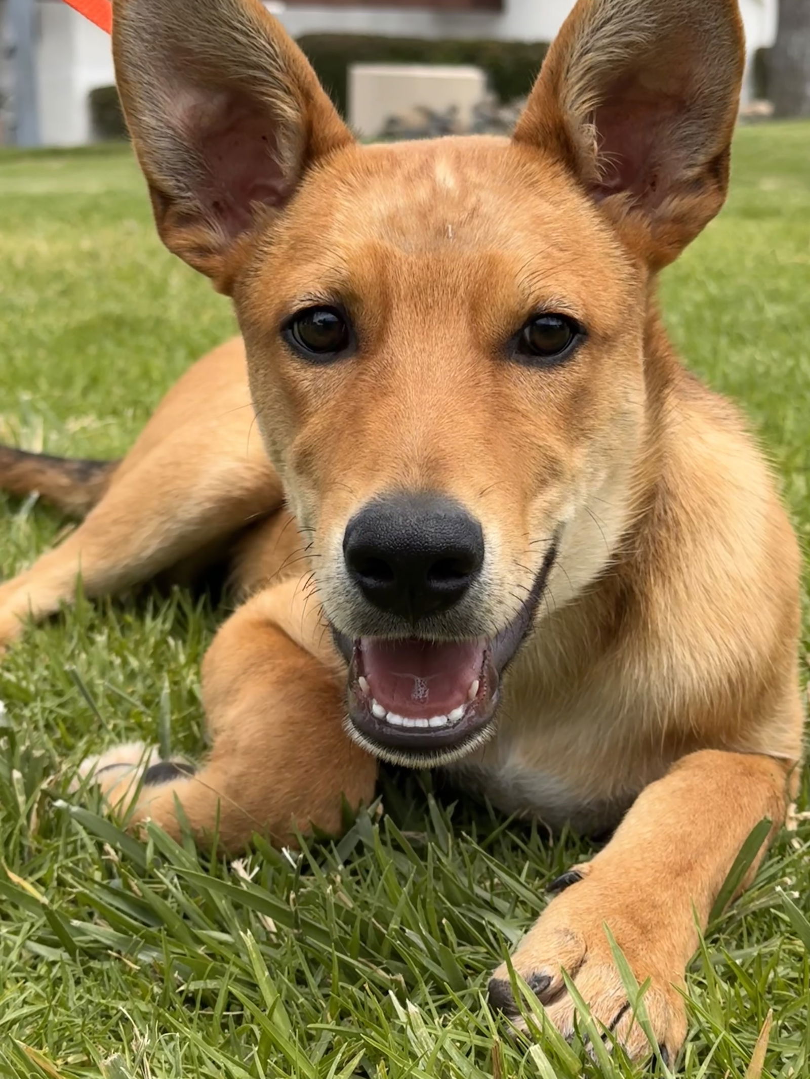 adoptable Dog in Lake Elsinore, CA named Finn