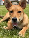adoptable Dog in lake elsinore, CA named Finn