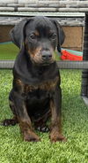 adoptable Dog in lake elsinore, CA named Harley