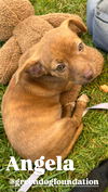 adoptable Dog in  named Angela
