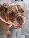 adoptable Dog in  named Delilah