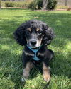 adoptable Dog in lake elsinore, CA named Charlie
