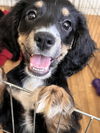 adoptable Dog in  named Bruce aka Burt