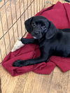 adoptable Dog in  named Shayla