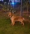 adoptable Dog in  named Mai Tai