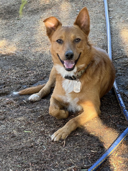 TOWSER - Shepherd / Cattle Dog available for adoption