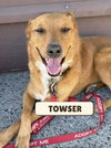Towser - Photo 1