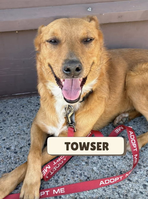 TOWSER - Shepherd / Cattle Dog available for adoption