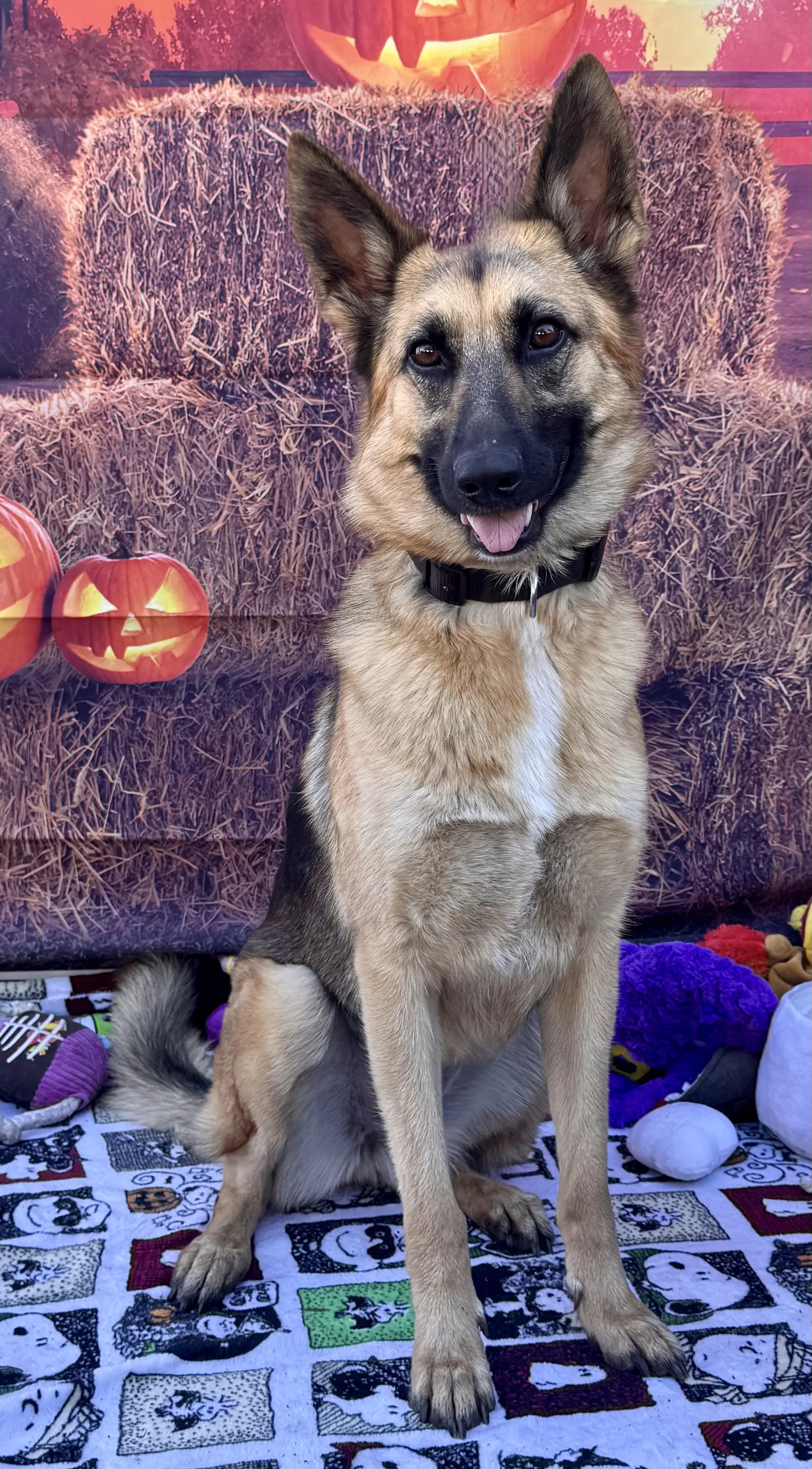 Elle - German Shepherd Dog