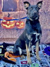 Rocky 2 - Photo 1